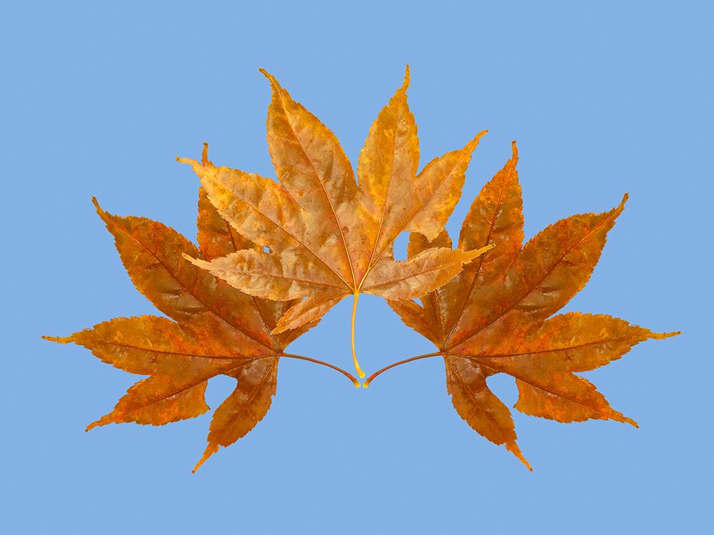 USA-Washington State Still-life of three colorful maple leaves on blue background